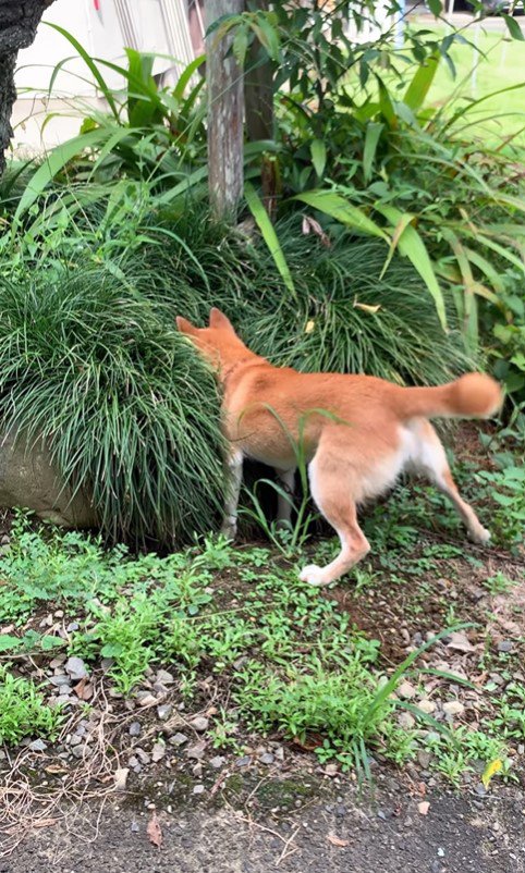 草むらが気になるコロちゃん7