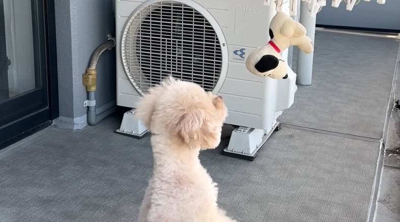 干されたぬいぐるみを見る犬