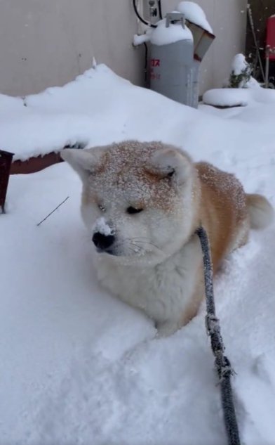 真っ白雪景色