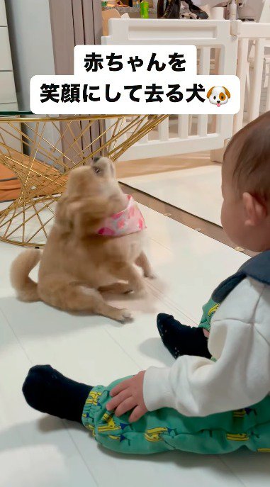 上を向く犬