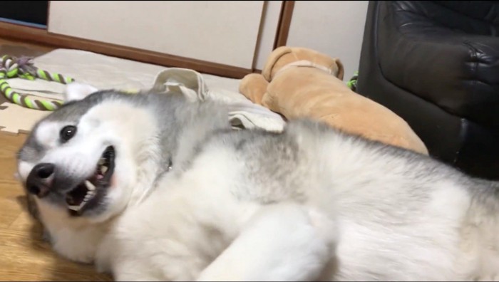 飼い主にお腹を撫でられて笑顔になる犬