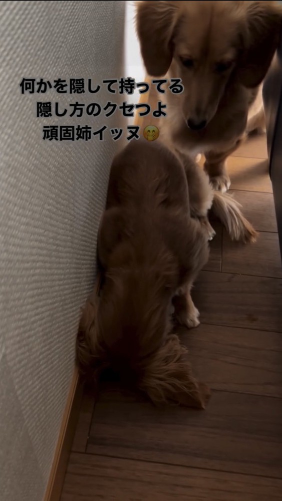 隠し持ったものをうつむいて守るダックス