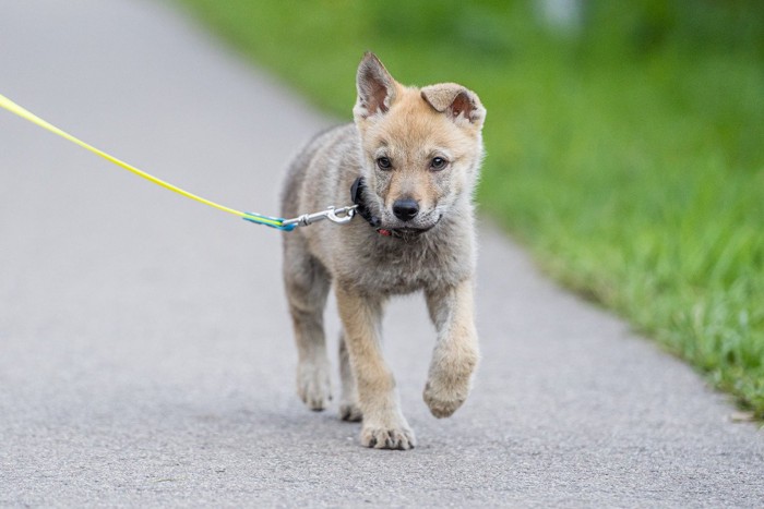 お散歩するウルフドッグの子犬