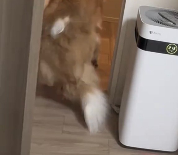 玄関へ向かう犬