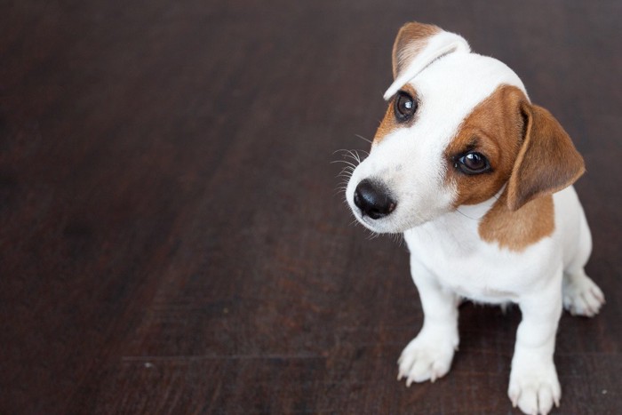 首をかしげて座る犬