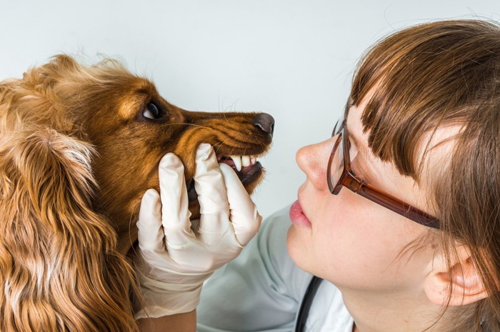 歯をチェックされる犬