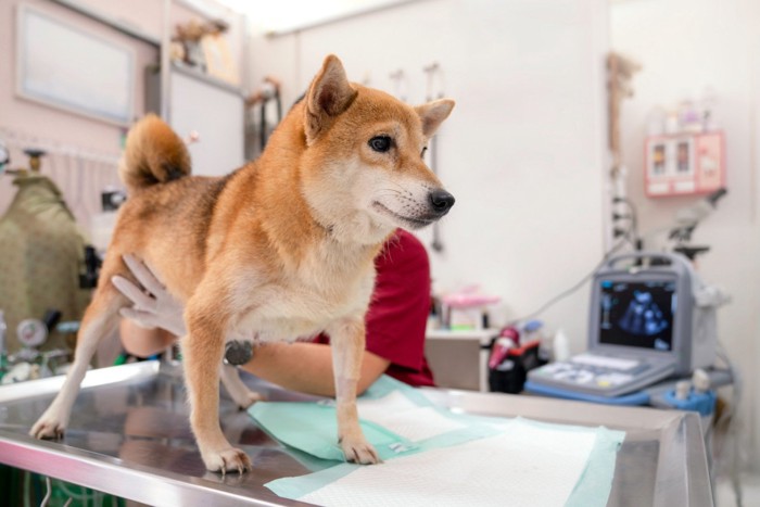 病院の診察台の上で立つ柴犬