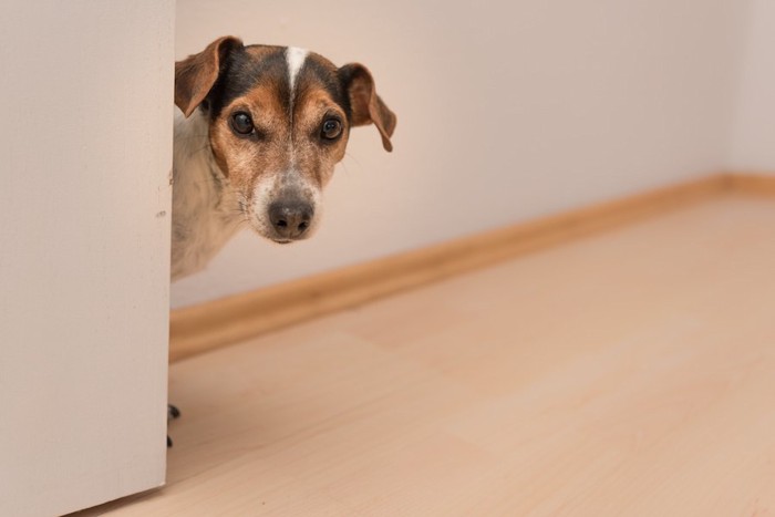 扉の陰から覗いている犬