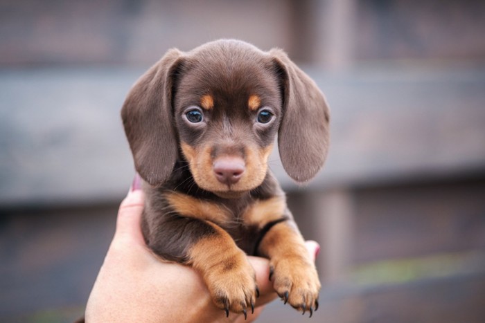 人の手に抱き上げられているダックスの子犬