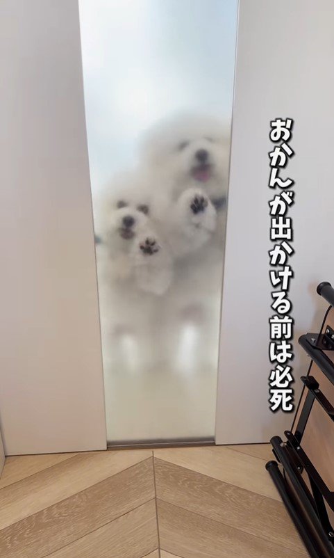 似すぎているおうじ君＆あんじちゃん3