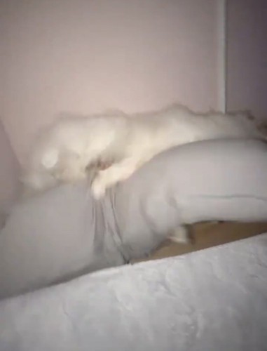 抱き枕に前脚をかける犬