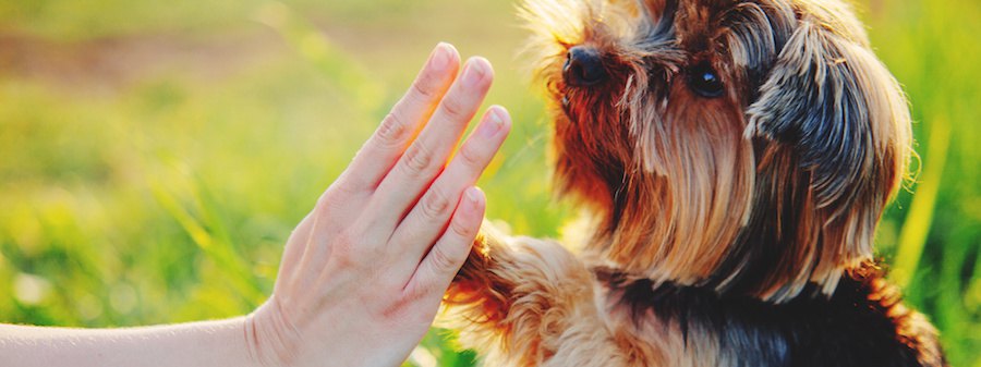 人と手をあわせる犬