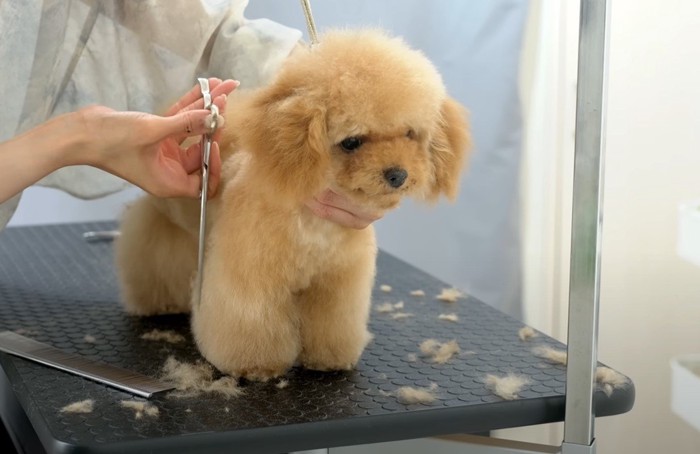 足の毛をカットされる犬