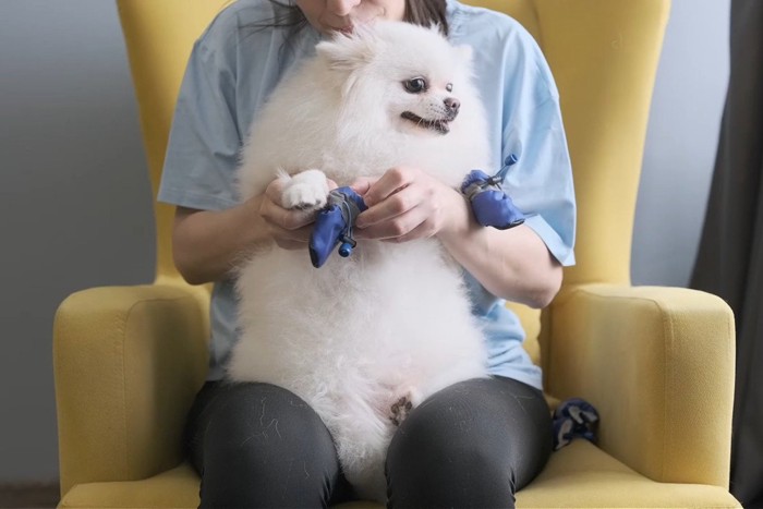 ポメラニアン、靴を履かせる
