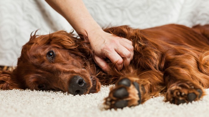飼い主になでられながら横向きに倒れている犬