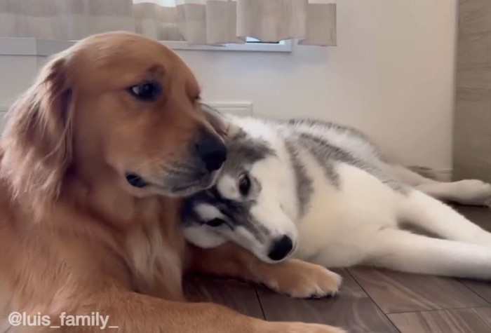 ゴールデンレトリバーの前足に頭を乗せるハスキー犬