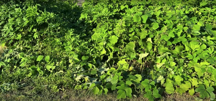 草が生い茂った茂み