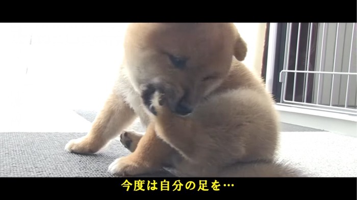 自分の足を噛む子犬