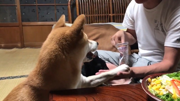 ももちゃんが芸を披露