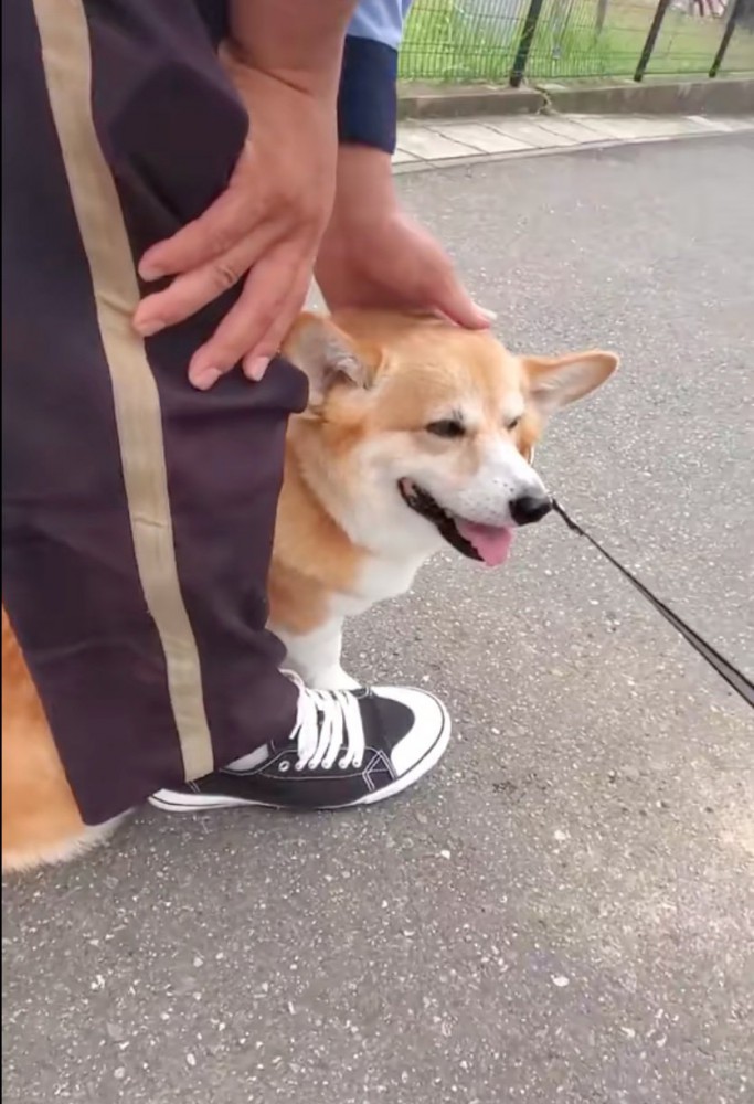 足の間に入る犬