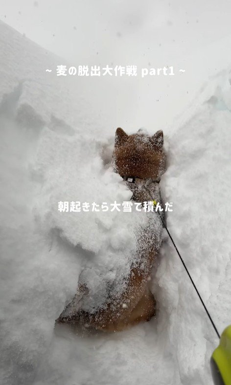 体の上に雪が!