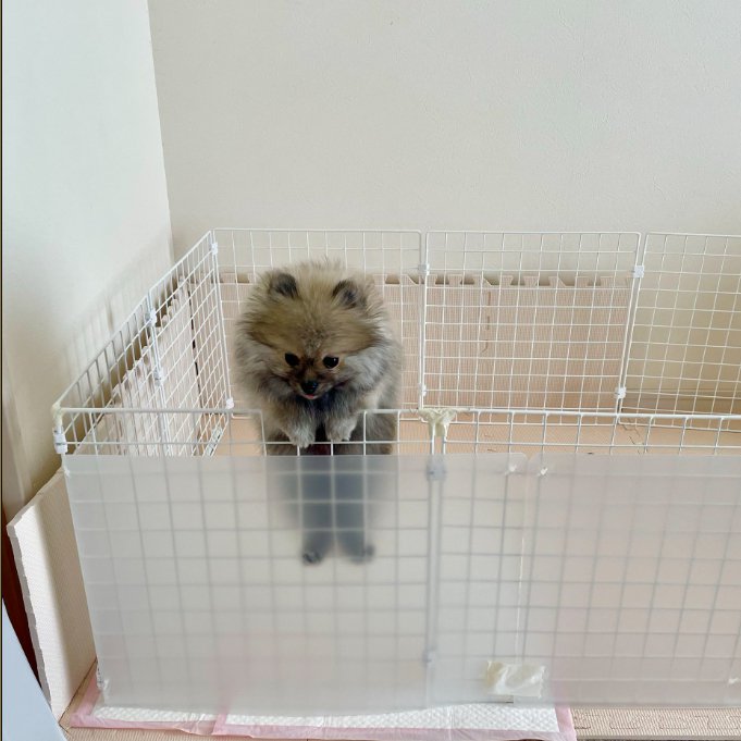 サークルをよじ登る子犬