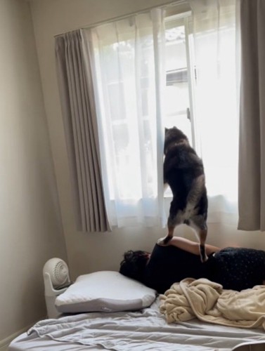 眠っている飼い主の腕の上に乗る犬