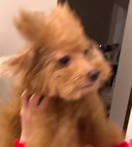 どうやってついたの？