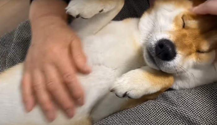 お腹を撫でられる犬