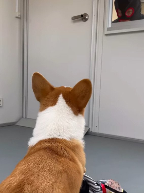 泥棒に連れていかれる犬