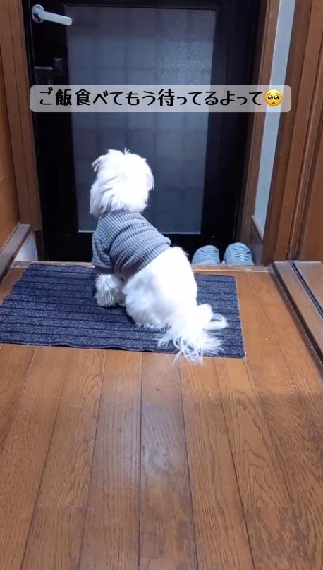 玄関ドアを見つめる犬