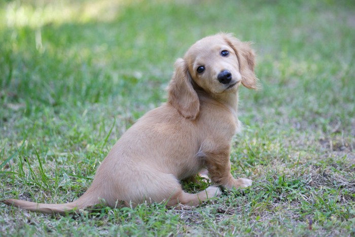 振り返る子犬