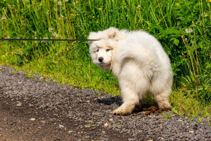 ウンチをする犬