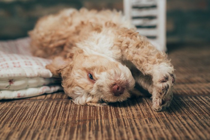 寝転がりながら伸びをする犬