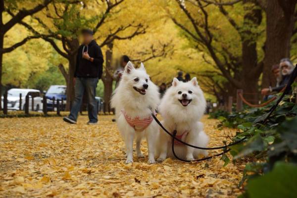 いちょう並木をバックに犬