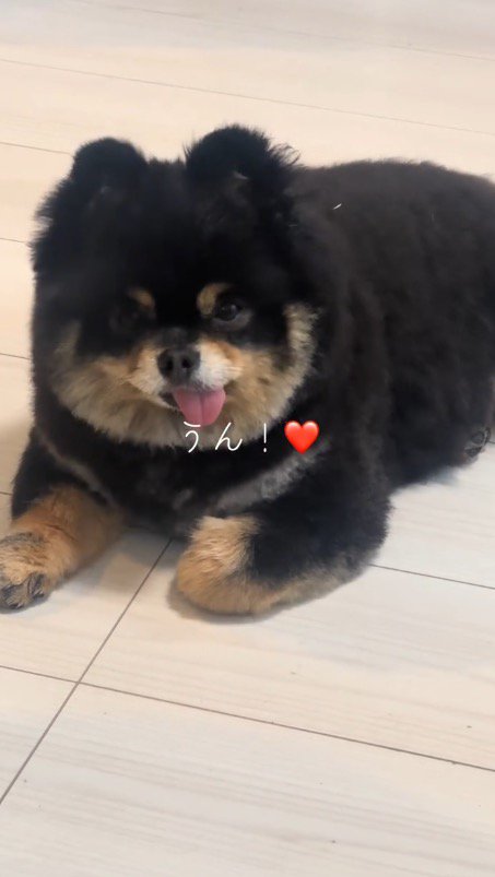 飼い主の言葉に首を振って返事する犬