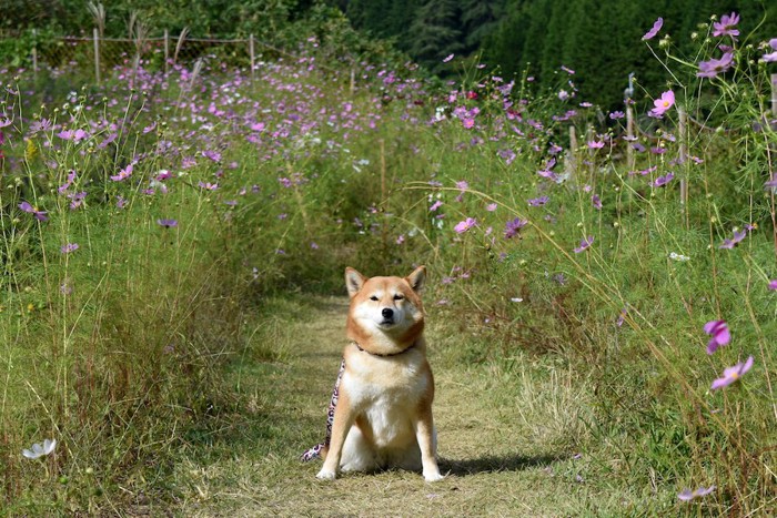 コスモス畑で座る柴犬