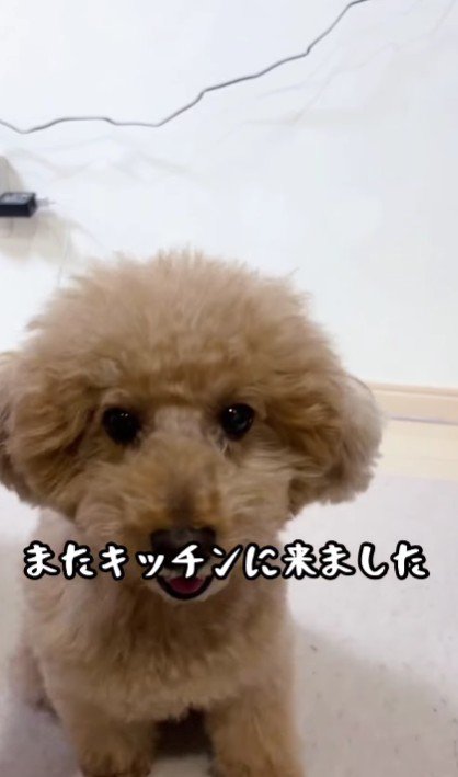「また来ちゃった」