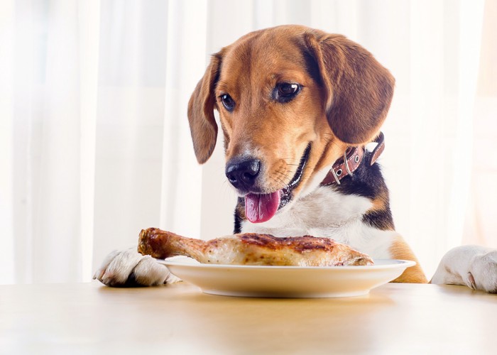 お皿に乗った骨付きの鳥肉を見つめる犬