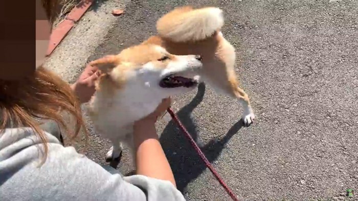 犬をなでる女性