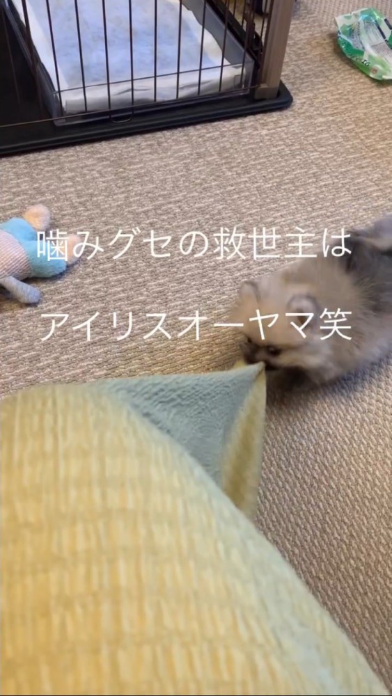 布をかじる犬