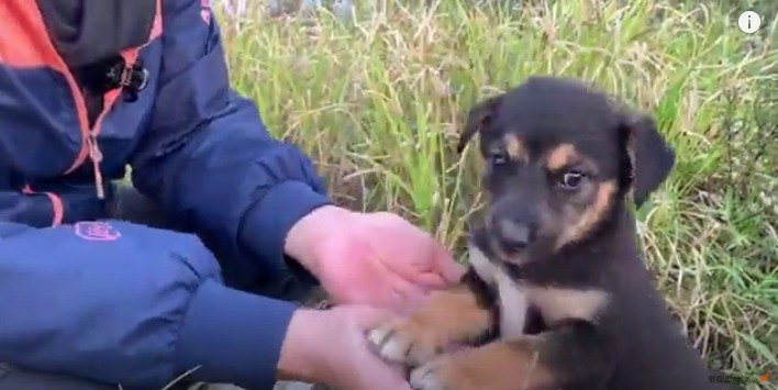 足をかける子犬