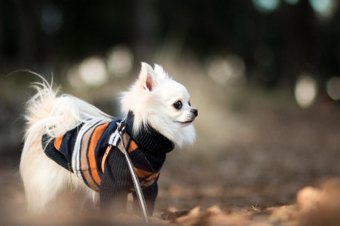 冬に服を着て散歩する犬