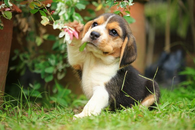 子犬が初めて世界を見る