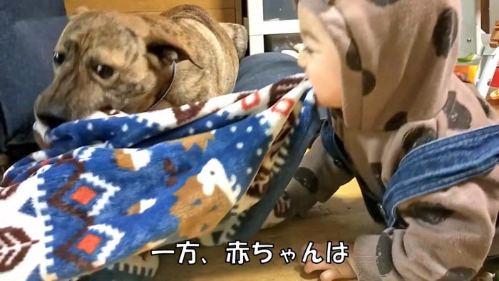 犬化する赤ちゃんとりゅうちゃん2