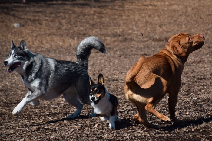 走る3頭の犬