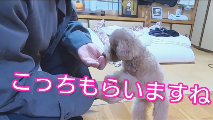 男性からおやつをもらう犬