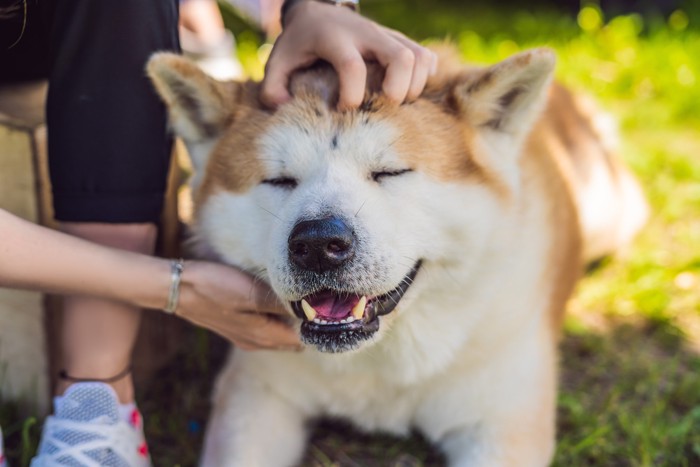 顔をなでられて嬉しそうな表情の秋田犬