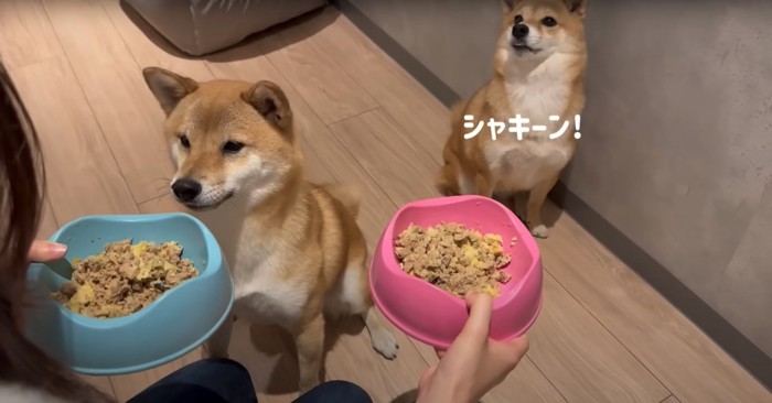 ご飯を前にした2匹の柴犬