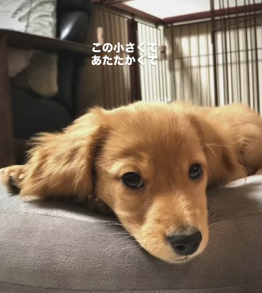 ペットベッドで伏せるカニヘンダックスフンドのパピー